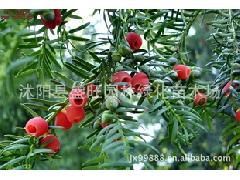 紅豆杉采購優(yōu)選指南 沭陽縣盛旺園林綠化苗木場供應(yīng)全解析