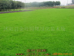 沭陽(yáng)縣金葉園林綠化苗木場(chǎng)——花卉種子與種苗產(chǎn)品全覽