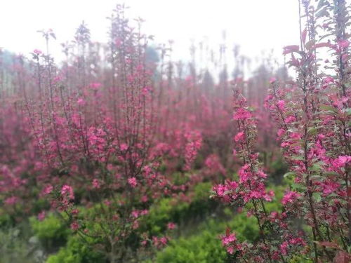 熱烈祝賀四川景秀園林綠化工程有限責任公司入駐苗木通！李志斌攜團隊打造四川精品園林綠化