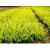 河北園林綠化苗木傻實在綠化苗木歡迎您_農(nóng)副產(chǎn)品_世界工廠網(wǎng)