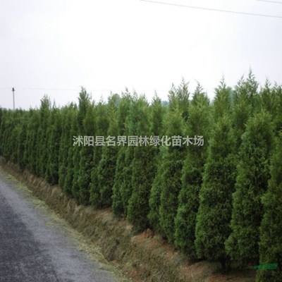 綠色生態(tài)的守護者 記沭陽縣名界園林綠化苗木場