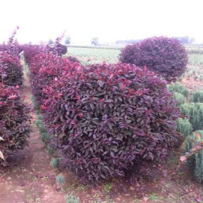 紅葉李與紫葉李的園林魅力 專業(yè)苗圃供應優(yōu)質綠化苗木