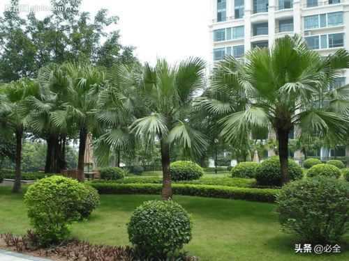 收藏丨園林綠化施工中苗木的管理技術 園林綠化