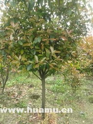 紅葉石楠球 杭州恩海園林綠化中的璀璨明珠——全球花木網(wǎng)助力園林綠化新高度