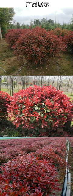 苗圃出售紅葉石楠球 公園小區(qū)綠化園林地被種植觀賞工程苗