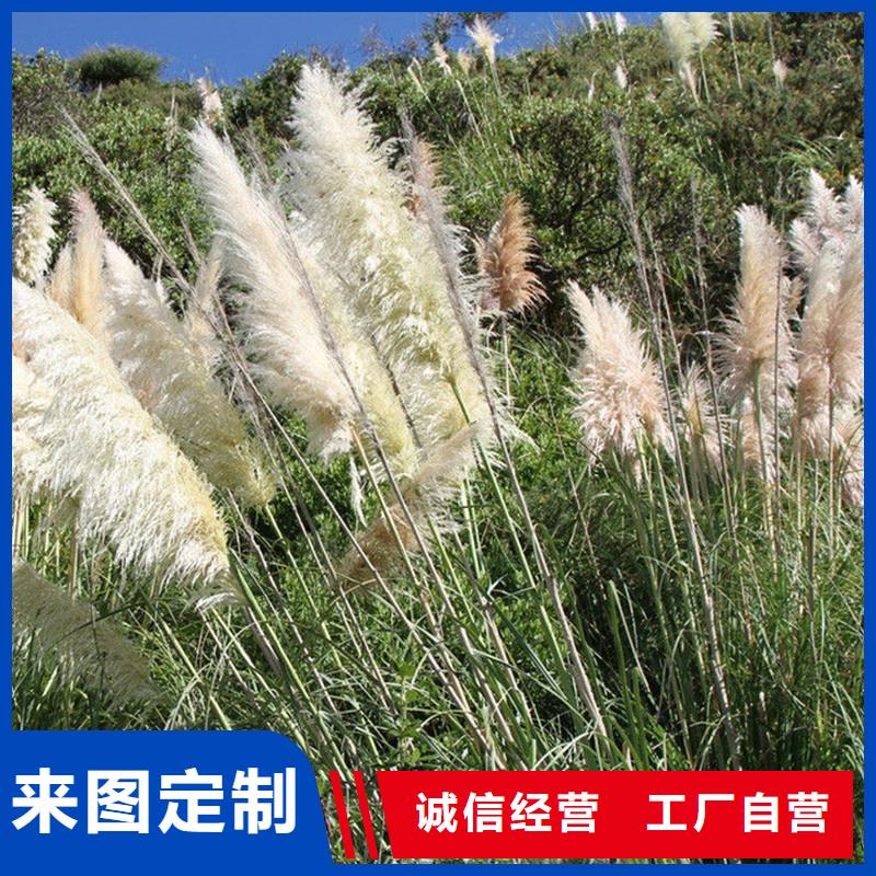 金塔縣酒泉蘆葦苗蘆葦幼苗工廠價格品牌:荷景園林綠化工程-huaer.cc(更新時間:2026-01-10 08:10:40)